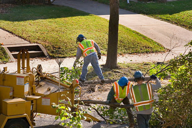 Professional Tree Removal and Landscaping Services in Hudson, NC